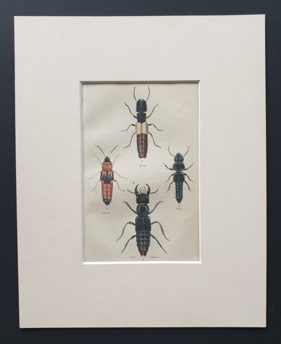Staphylinus Erythurus, Xantholinus Fulgidus, Bolitobius Atricapillus etc - Original c1860 hand coloured beetle print in mount