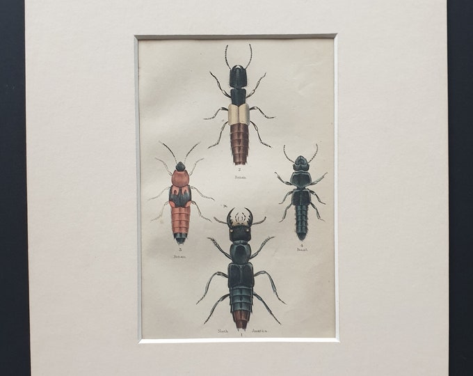 Staphylinus Erythurus, Xantholinus Fulgidus, Bolitobius Atricapillus etc - Original c1860 hand coloured beetle print in mount