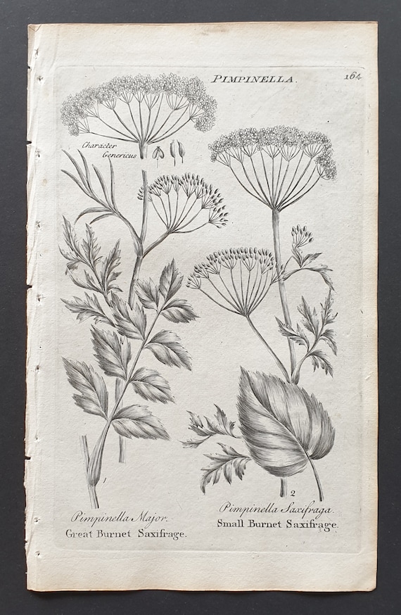 Great Burnet and Small Burnet Saxifrage - Original 1802 Culpeper engraving (164)