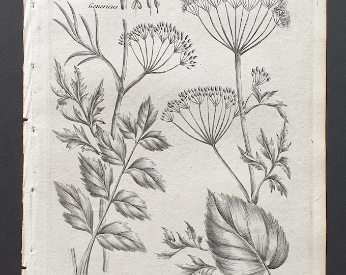 Great Burnet and Small Burnet Saxifrage - Original 1802 Culpeper engraving (164)