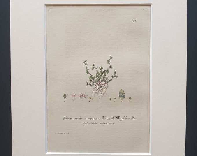 Small Chaffweed - Original 1839 hand coloured flower print in mount