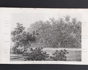 Coral Reef in the Carolines - Original 1866 woodcut print