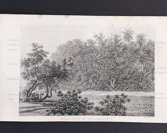 Coral Reef in the Carolines - Original 1866 woodcut print
