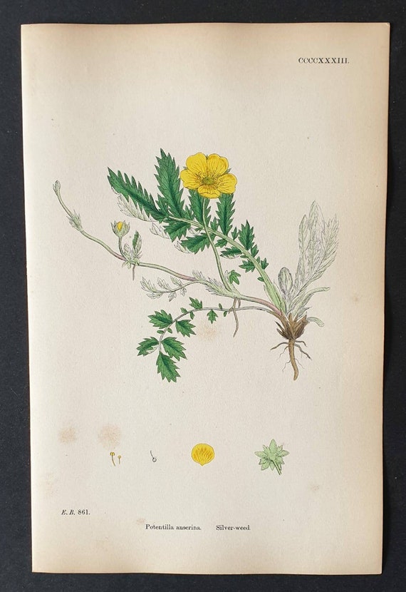Original 1863 hand coloured botanical print - Silver Weed