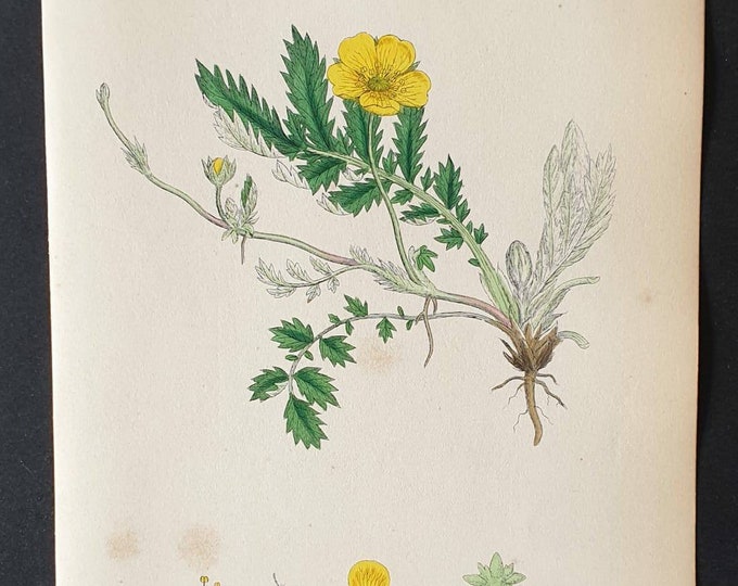 Original 1863 hand coloured botanical print - Silver Weed