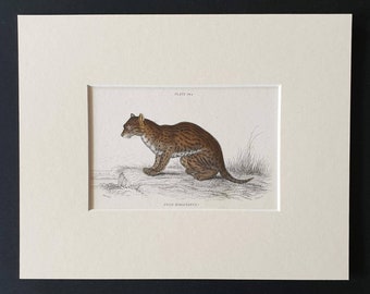 Himalayan Serval - Original 1834 hand coloured Naturalists Library print