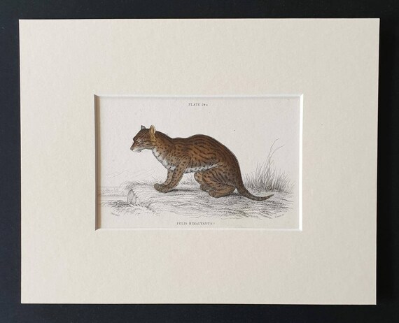 Original 1834 hand coloured  Naturalists Library print - Himalayan Serval