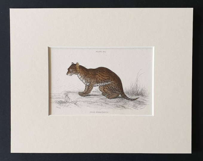 Original 1834 hand coloured  Naturalists Library print - Himalayan Serval