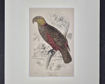 Southern Nestor - Original c1840 Hand Coloured Parrot in Mount
