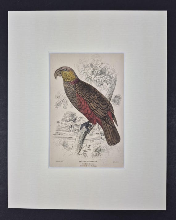 Southern Nestor - Original c1840 Hand Coloured Parrot in Mount