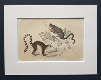 Ring Tailed and Yellow Macaucos - Original 1851 John Tallis woodblock print