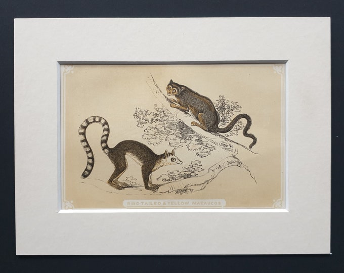 Ring Tailed and Yellow Macaucos - Original 1851 John Tallis woodblock print