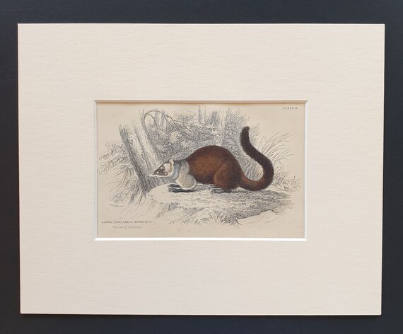 Nasua Monachus  - Original 1842 hand coloured print in mount