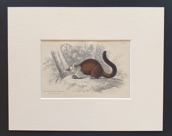 Nasua Monachus  - Original 1842 hand coloured print in mount