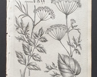 Wild Carline and Welted May Thistle - Original 1802 Culpeper engraving (174)