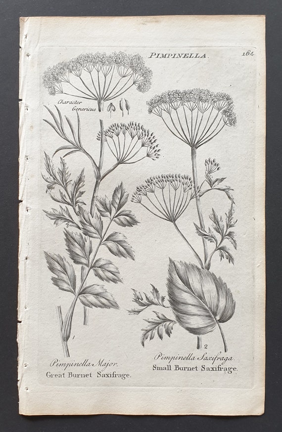 Wild Carline and Welted May Thistle - Original 1802 Culpeper engraving (174)