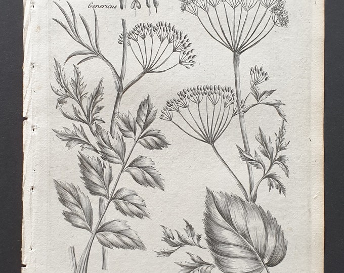 Wild Carline and Welted May Thistle - Original 1802 Culpeper engraving (174)