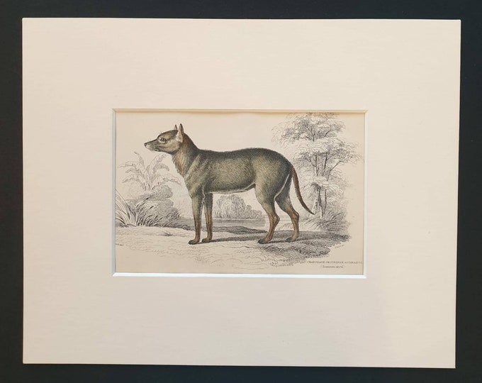 Original 1839 hand coloured mammalia print in mount - Surinam Aguara Dog