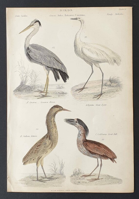Original c1860's hand coloured Museum of Natural History print - Heron/ Egret/ Bittern / Boat Bill