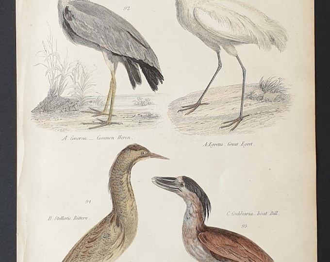 Original c1860's hand coloured Museum of Natural History print - Heron/ Egret/ Bittern / Boat Bill