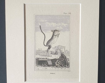Jerboa - Original 1812 Buffon print in mount