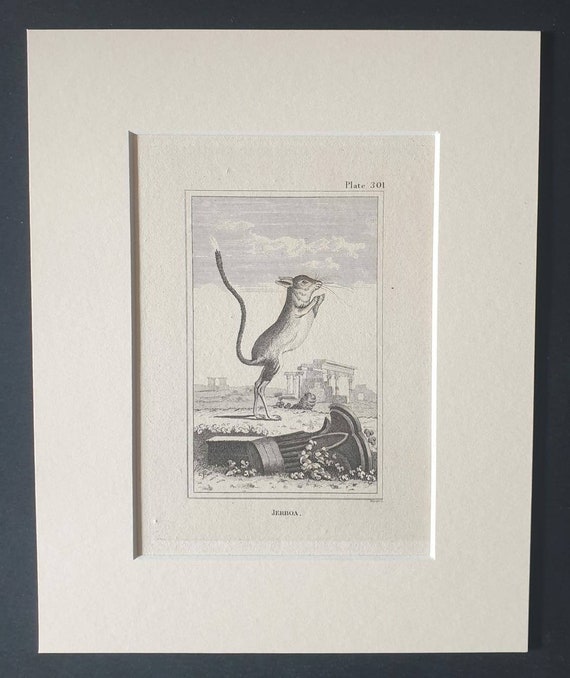 Original 1812 Buffon print in mount -  Jerboa