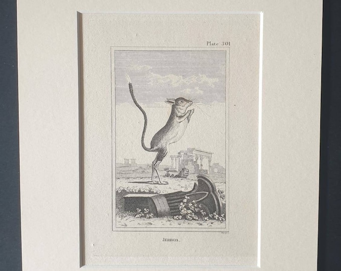 Original 1812 Buffon print in mount -  Jerboa
