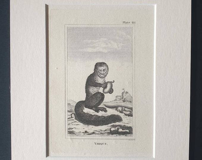 Original 1812 Buffon print in mount - Yarque