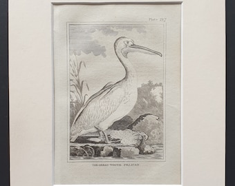 The Great White Pelican -  Original 1812 Buffon print in mount (217)