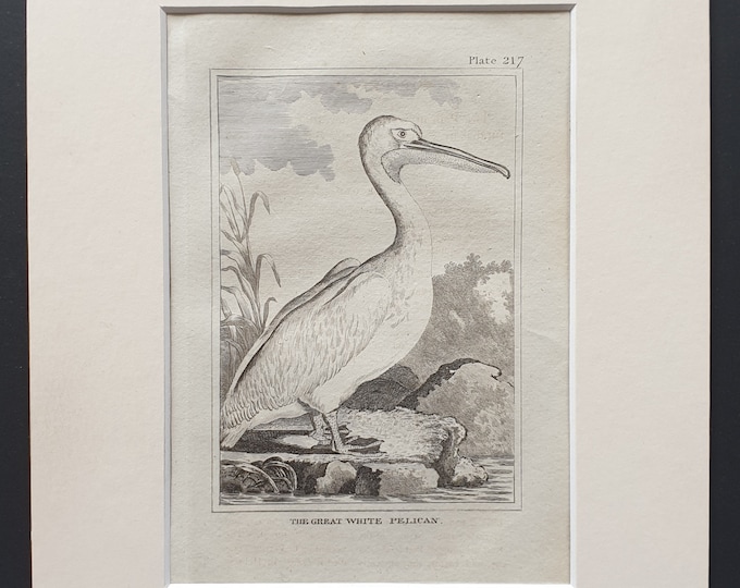 The Great White Pelican -  Original 1812 Buffon print in mount (217)