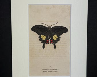 The Helenus Butterfly - Original 1832 Hand Coloured Antique Print