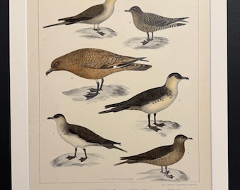 Birds - Plate 64 - Original 1898 Antique Print