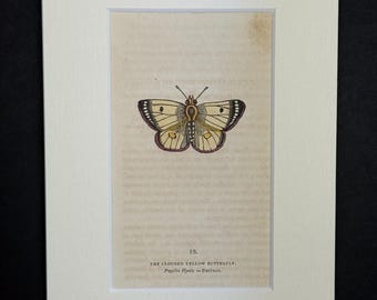 The Clouded Yellow Butterfly - Original 1832 Hand Coloured Antique Print