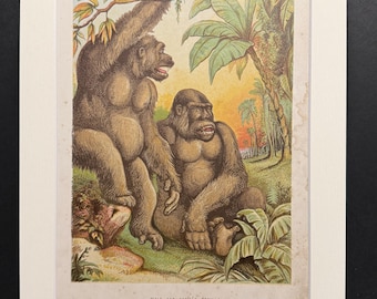 Male and Female Gorilla - Original 1898 Antique Print