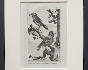 The Hawfinch and The Common Crossbill - Original 1812 Buffon print in mount (83)