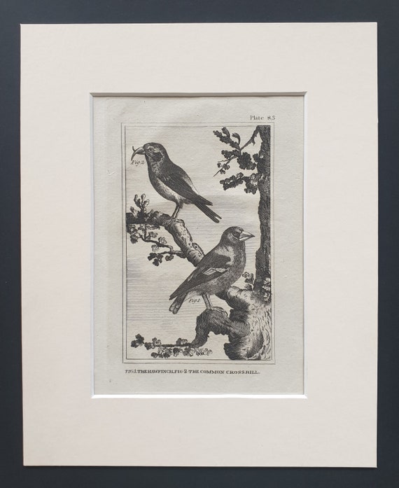 The Hawfinch and The Common Crossbill - Original 1812 Buffon print in mount (83)