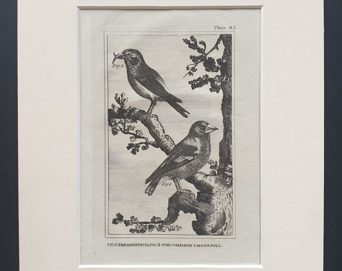 The Hawfinch and The Common Crossbill - Original 1812 Buffon print in mount (83)