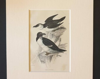 The Razor Bill - Original c1840 hand coloured bird print in mount