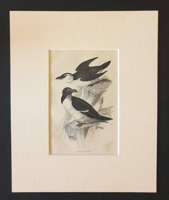 Original c1840 hand coloured bird print in mount - The Razor Bill