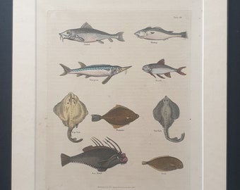 Fish - original 1827 hand coloured William Smellie print