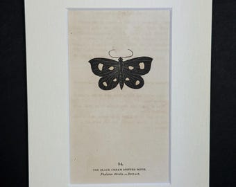 The Black Cream Spotted Moth - Original 1832 Hand Coloured Antique Print