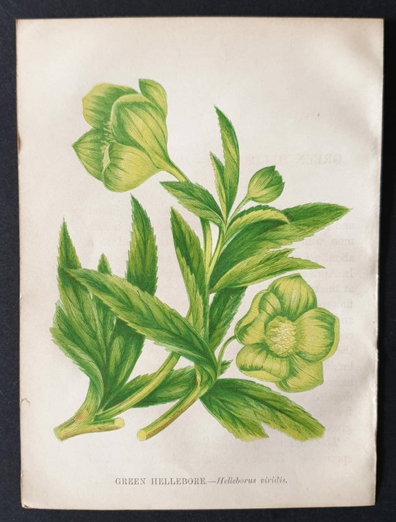 Original 1857 poisonous plant print - Green Hellebore