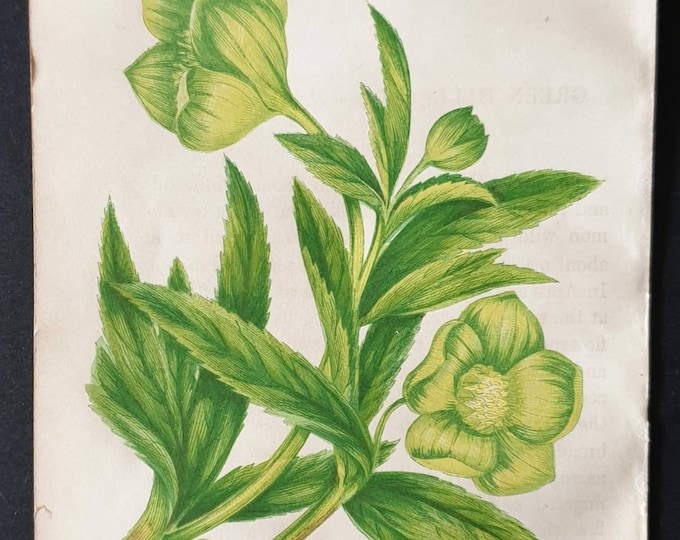Original 1857 poisonous plant print - Green Hellebore