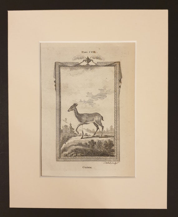 Grimm - Original 1791 Buffon print in mount
