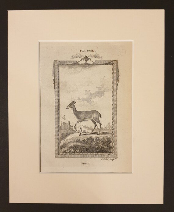 Grimm - Original 1791 Buffon print in mount