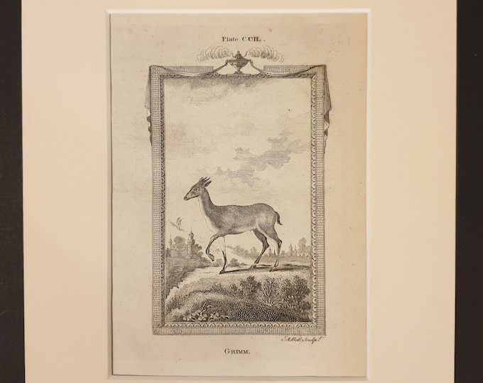 Grimm - Original 1791 Buffon print in mount