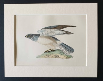 Hen Harrier - Original 1891 hand coloured bird print in mount