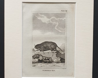 Scherman Rat - Original 1812 Buffon print in mount