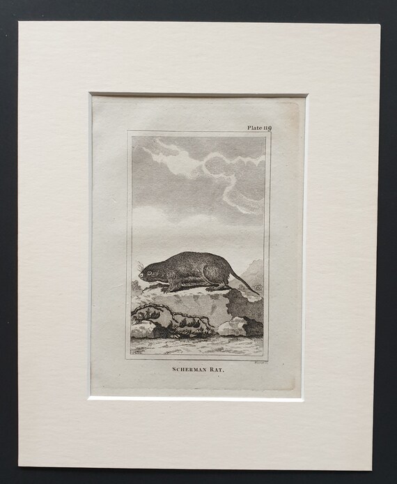 Scherman Rat - Original 1812 Buffon print in mount