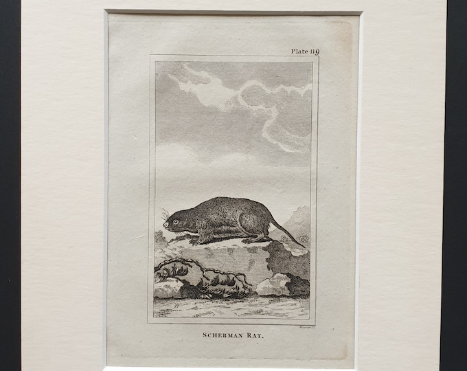 Scherman Rat - Original 1812 Buffon print in mount